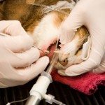 Cat under anesthesia having teeth cleaned